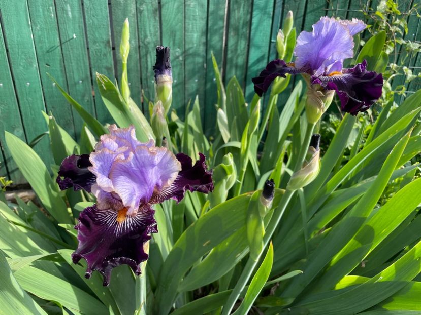 C5BEC332-5166-4C4A-A612-DDFB25FFC69B - 01 Iriși 2023