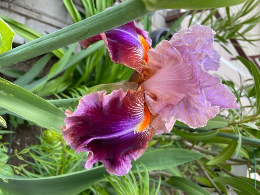 9E471ECD-53C7-4A2D-8496-C9A19ED7A1BB - 01 Iriși 2023