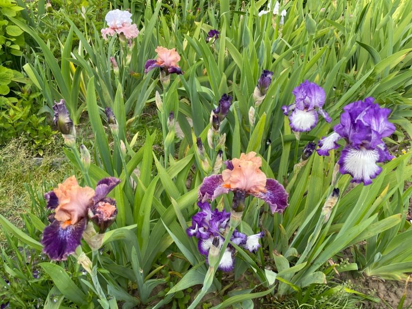 25000228-EFDF-4359-B650-1997C5D3CF18 - 01 Iriși 2023