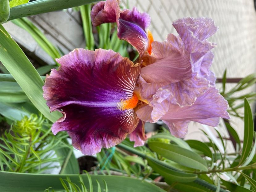 1546DB26-BD9A-42BF-BF6E-F0F098446D66 - 01 Iriși 2023