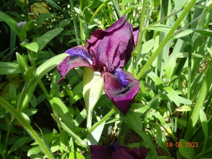 Cherry Garden - Irisi si bujori 2023