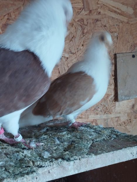  - Pescăruși germani