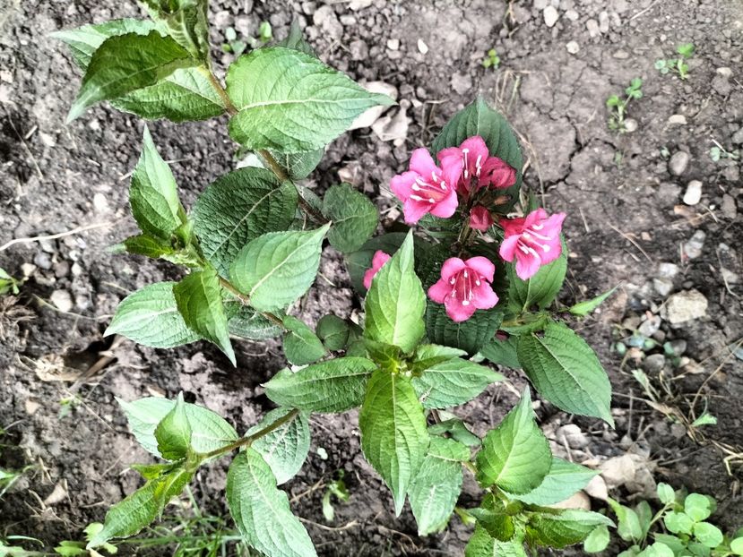 IMG20230516074308 - Primăvara 2023