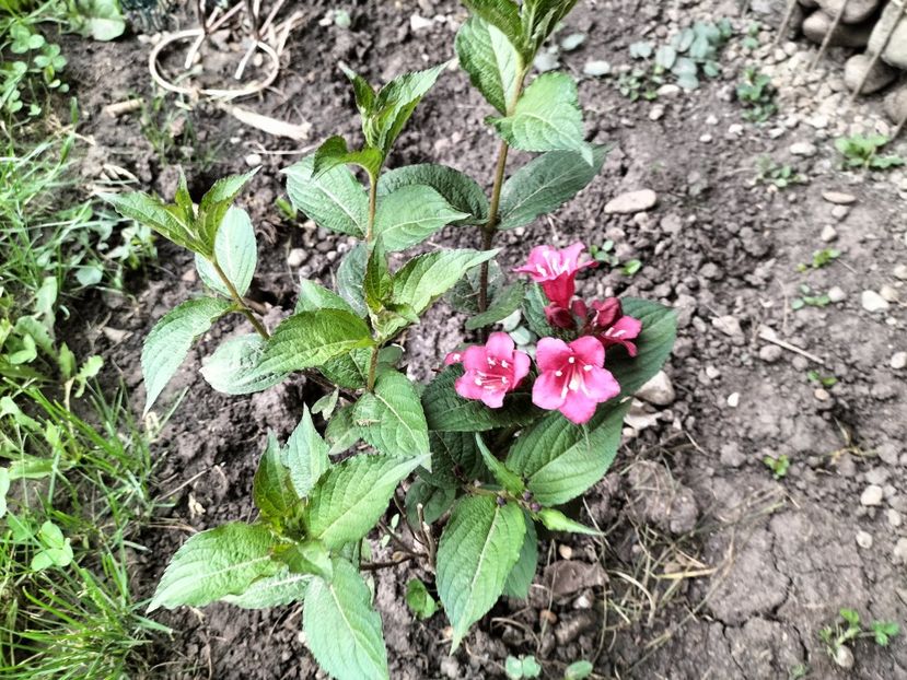 weigela - Primăvara 2023
