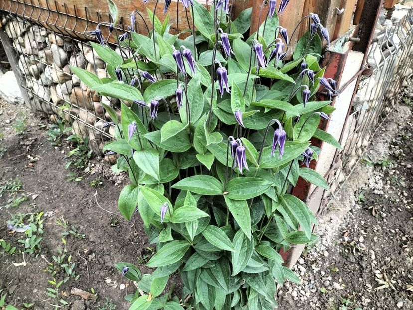 IMG20230516074155 - Primăvara 2023