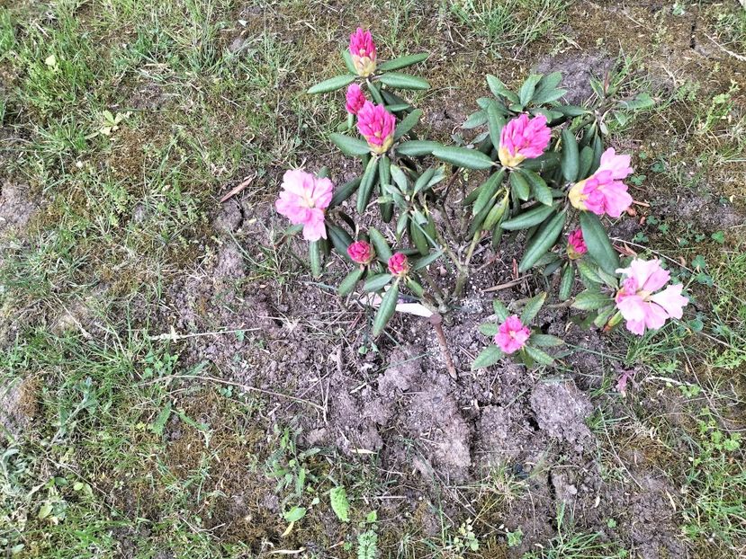 IMG20230516074042 - Primăvara 2023