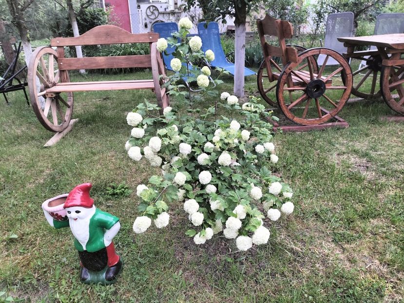 bulgarele de zapada - Primăvara 2023