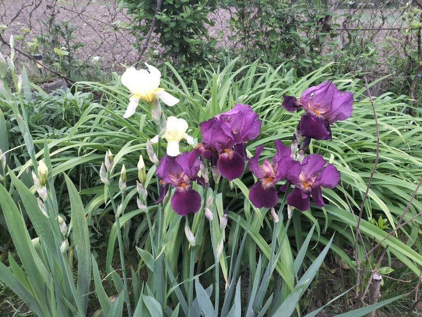 IMG20230516073912 - Primăvara 2023