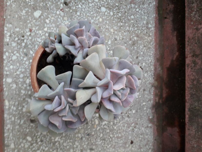 20230504_183825[1] - echeveria cubic frost