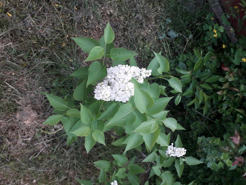 20230513_184420[1] - liliac