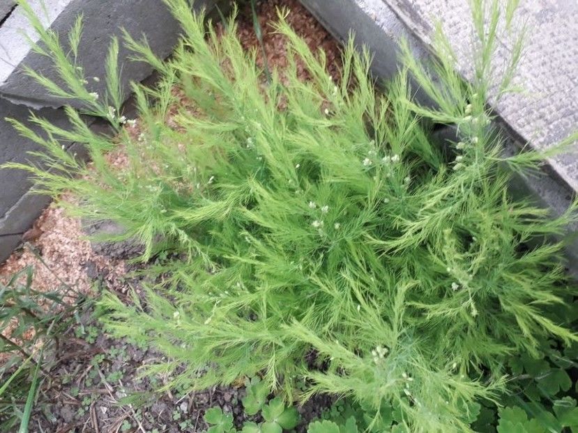  - asparagus de gradina