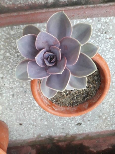  - echeveria perle von nurnberg