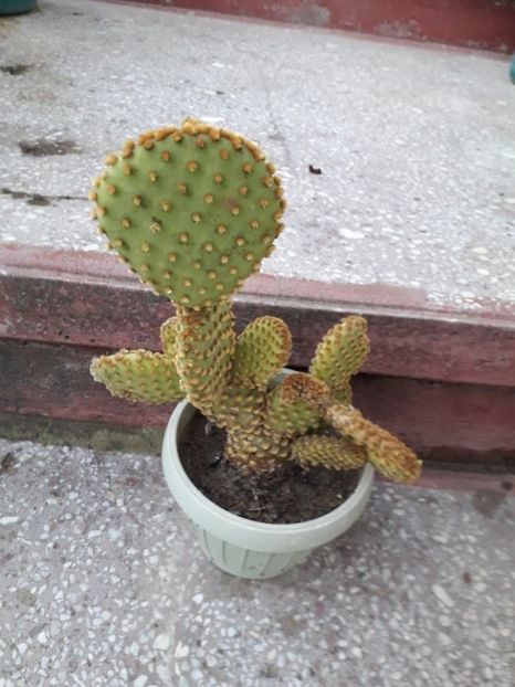  - opuntia microdasys