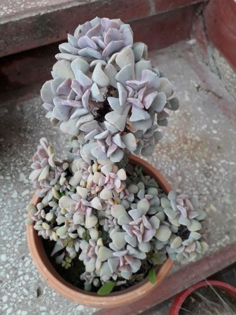  - echeveria cubic frost