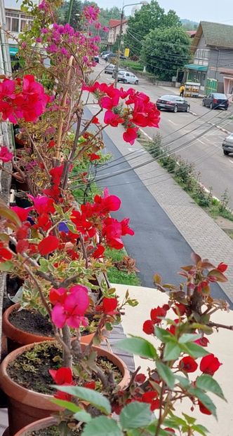  - Bougainvillea