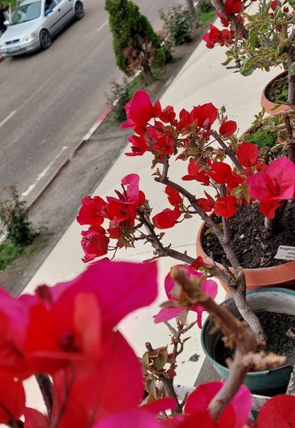  - Bougainvillea