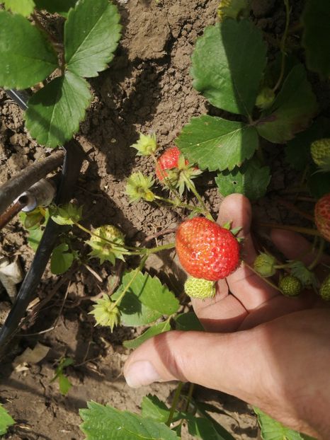  - arbori fructiferi 2023