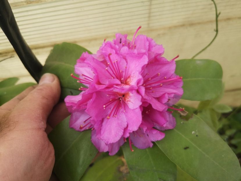 rododendron - arbori ornamentali 2023