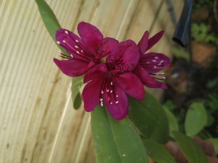  - arbori ornamentali 2023