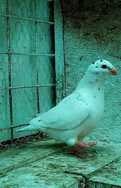 Almond 2023 - American show Racer