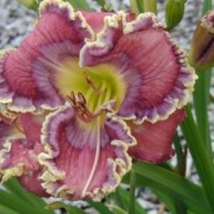 Hidden in My Heart - Emmerich 2017 D - bloomed - E - 2023 Spring