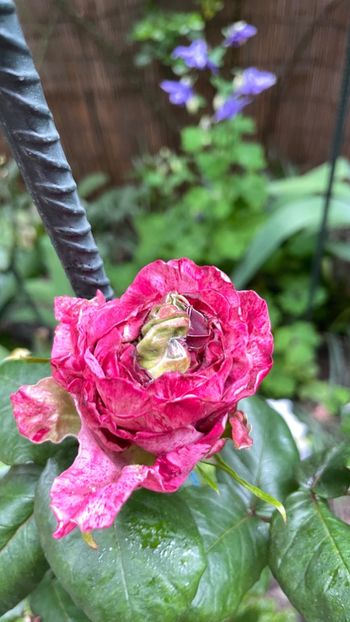 26661768-2417-4483-8320-453D7E91BA5F - Crazy Eye