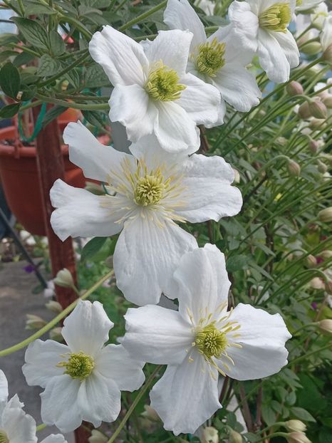  - Clematis Montana Prosperity 2022- 2023