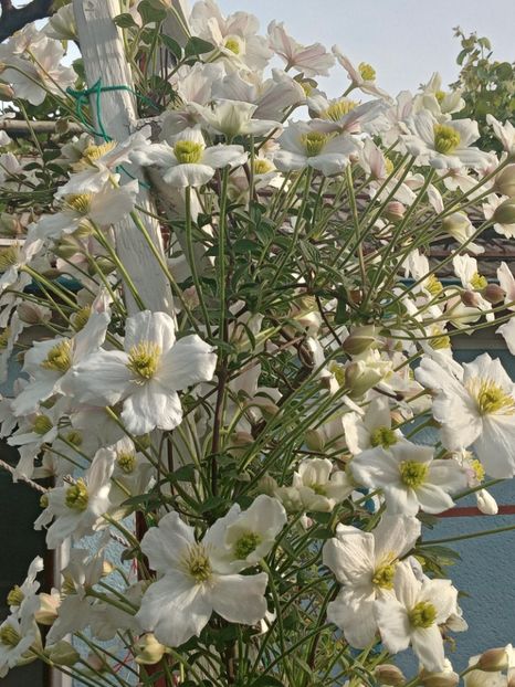  - Clematis Montana Prosperity 2022- 2023