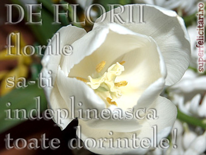 deflorii - flori