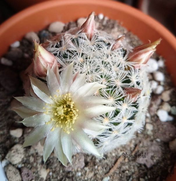 2023 - Mammillaria duwei P 301