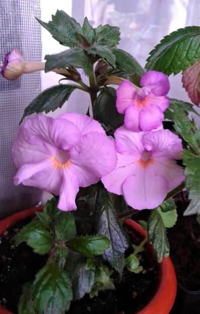  - ACHIMENES 2023