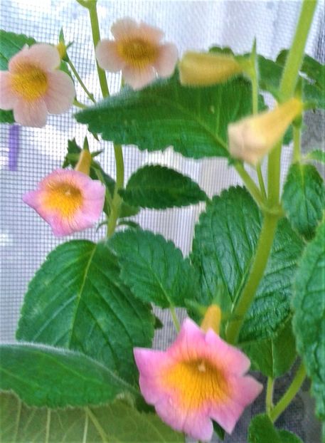  - ACHIMENES 2023