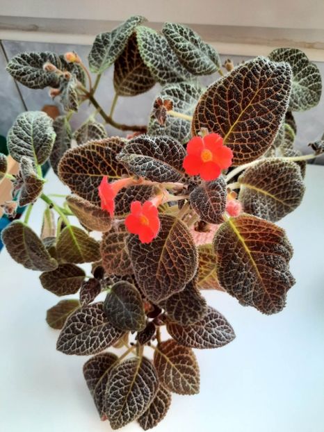 Mai 2023 - TIGER STRIPE