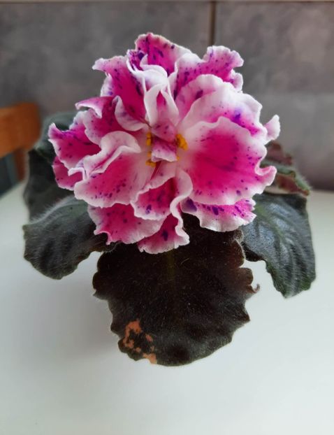 Mai 2023 - LE ROZMARI