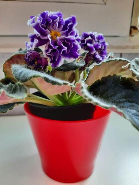 Mai 2023 - LE ROZMARI - SPORT