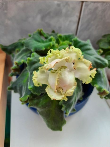 Mai 2023 - IRISH CREAM