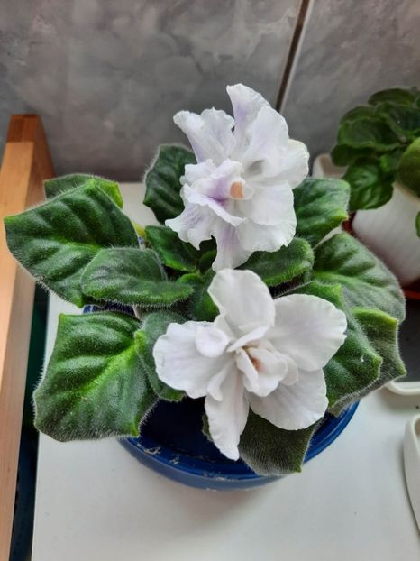 Mai 2023 - RS NAYADA