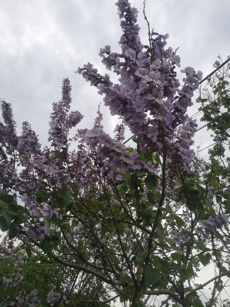 17.05 - arbori ornamentali 2023