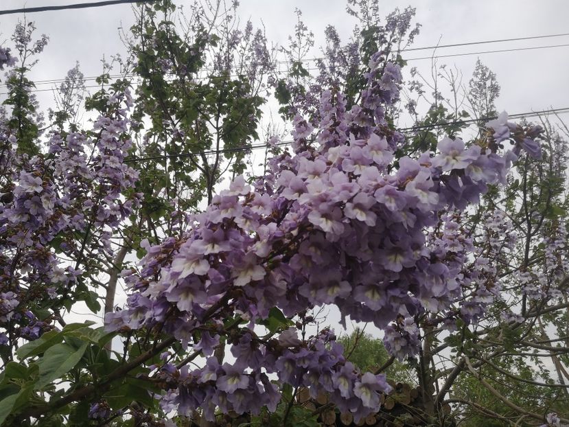 paulovnia tomentosa - arbori ornamentali 2023