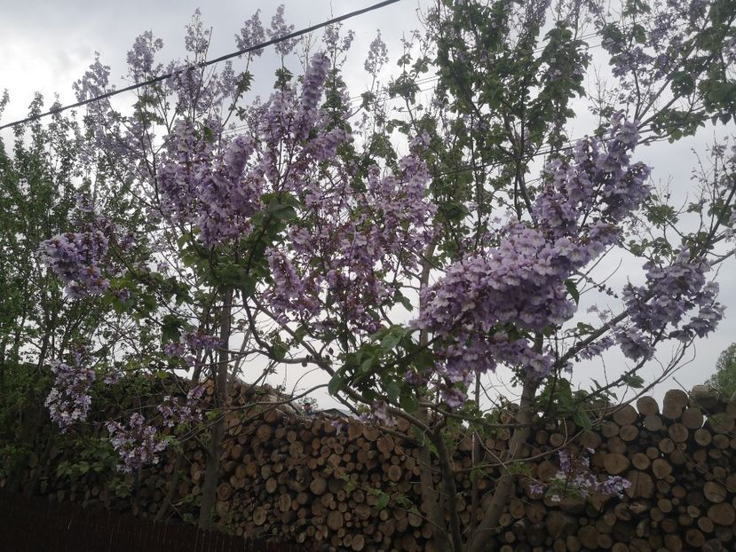  - arbori ornamentali 2023