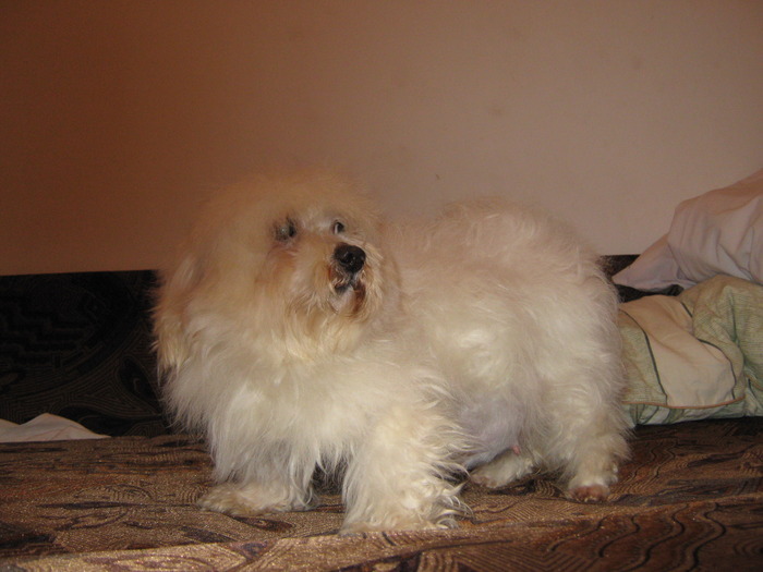 11556910_FZNYCGWAY - BICHON maltese