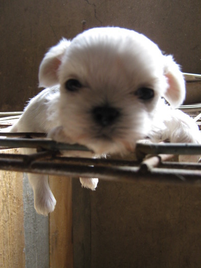 QJFZYUSTQAJGXRQOTTH - BICHON maltese