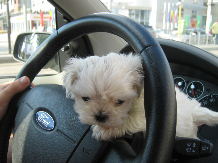 YDOJBCHFMSDMASTQOZR - BICHON maltese