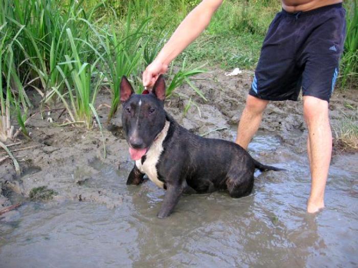 972444 - BULL TERRIER ENGLEZ