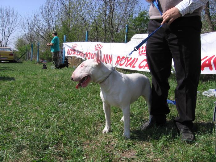 972650 - BULL TERRIER ENGLEZ