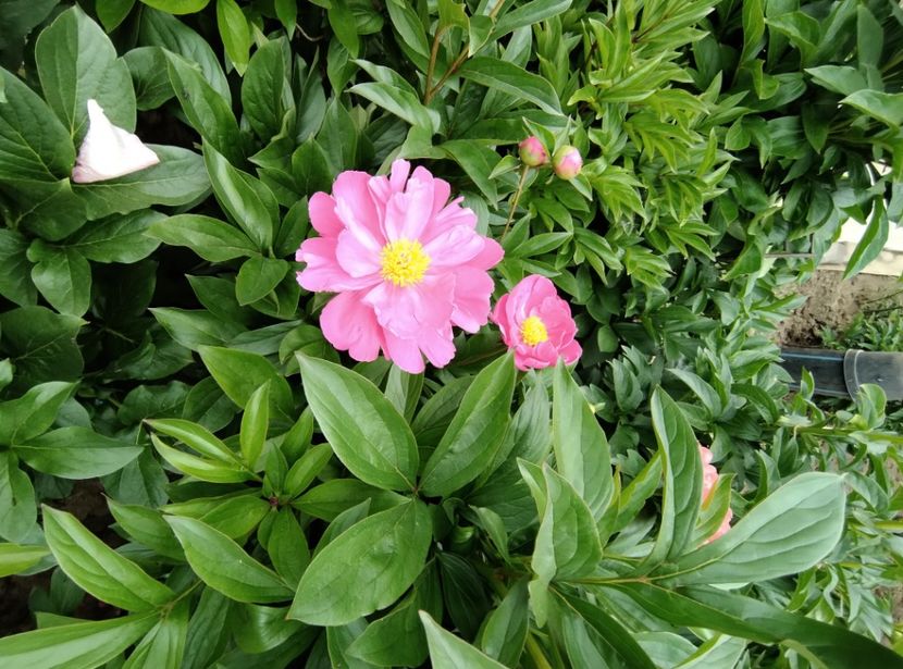 Dawn Pink - 9-Bujori