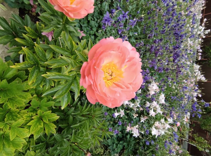 Coral Sunset - 9-Bujori