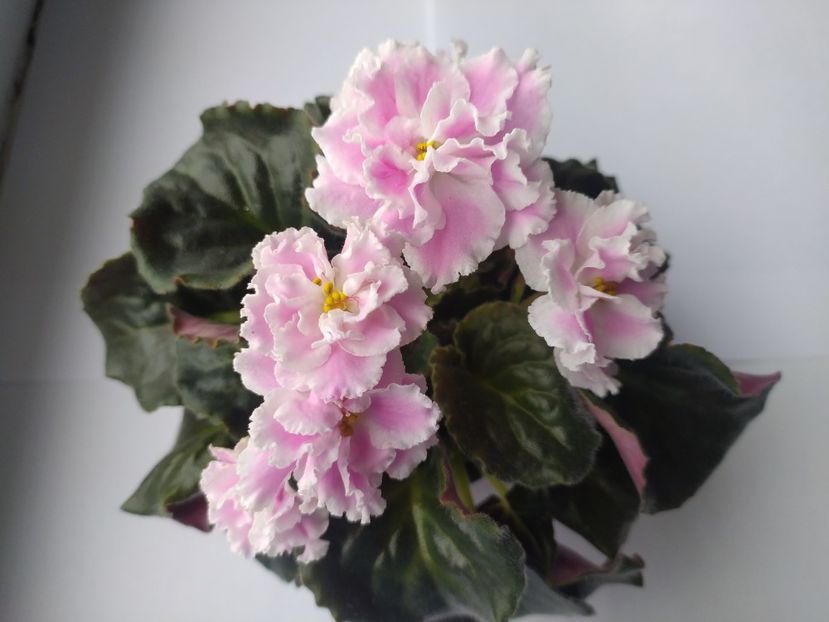 17 mai 2023 - Rozovaia Pantera