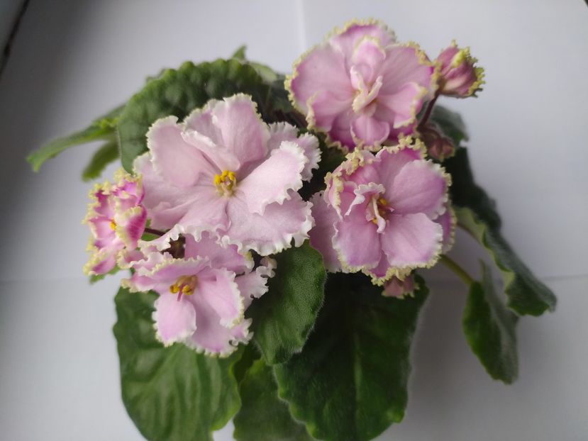 17 mai 2023 - Zima Ulybaetsia