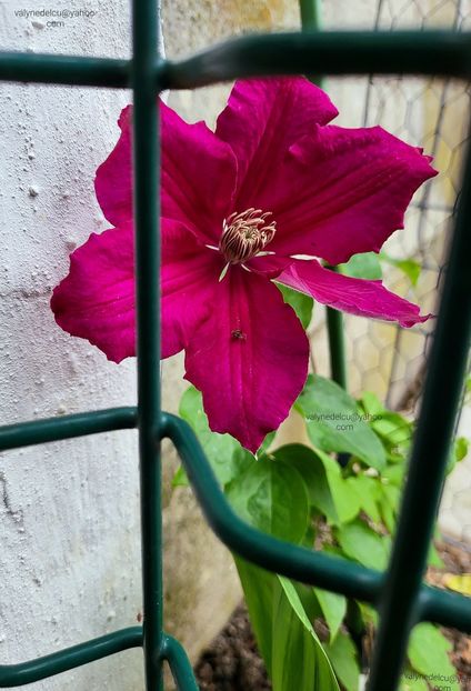 Clematis Niobe - Clematis Niobe